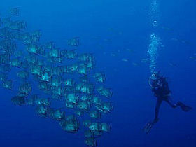 Marine conservation in Honduras