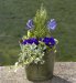 Marks and Spencer Blue Spring Planted Tin