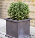 Buxus Ball Topiary