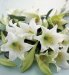 Marks and Spencer Flowers by Post - 10 Longiflorum Lilies