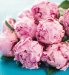 Marks and Spencer Flowers by Post - 12 Peonies