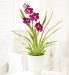 Marks and Spencer Miltonia Orchid