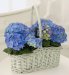 Marks and Spencer Mothers Day Hydrangea Basket
