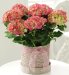 Marks and Spencer Mothers Day Hydrangea Hatbox