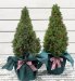 Marks and Spencer Pair of Outdoor Christmas Trees