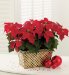 Poinsettia Trough