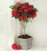 Marks and Spencer Standard Poinsettia