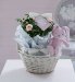 Baby Girl Rose Bush Gift