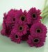 Marks and Spencers Flowers by Post - 20 Mini Gerbera