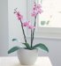 Marks and Spencers Triple-Stem Orchid