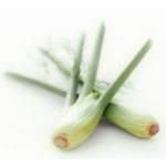 Mechinaud Baby Fennel