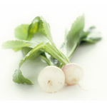 Mechinaud Baby Turnip