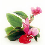 Begonia Flower
