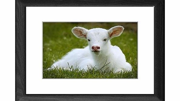Media Storehouse Framed Print of Lightning The Albino Antelope
