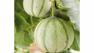 Melon Sienne F1 Grafted Plants x 3 (late April)