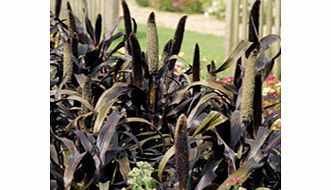 MILLET Ornamental Seeds - Purple Majesty F1