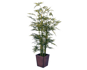 Mini leaf bamboo plant