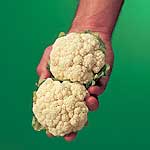 Mini Vegetable Seeds - Cauliflower Igloo