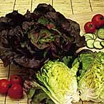 Mini Vegetable Seeds - Lettuce Pandero 436699.htm