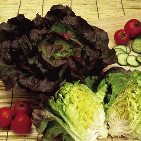 Vegetable Seeds - Lettuce Pandero Average