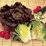 Mini Vegetable Seeds - Lettuce Pandero