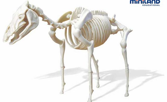 Miniland Educational Science Tin Horse Skeleton