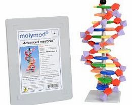 Molymod DNA Model - Advanced 12 Layer Molecular Building Kit