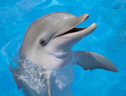 Mundomar Benidorm Tickets Aqualandia and Mundomar Combo Pass