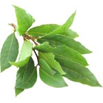 Nadia Bouton Bay Leaf
