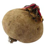 Nadia Bouton Raw Red Globe Beetroot