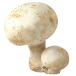 Cultivated Mushrooms