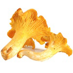 French Chanterelles