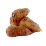 Natoora France Tuberous Chervil