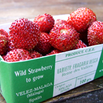 Natoora Green Grocer Wild Strawberries - Fraises des Bois