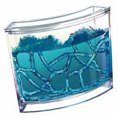 Natural History Museum Antquarium