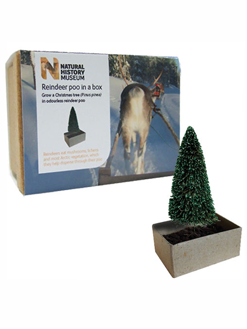Natural History Museum Reindeer Poo in a Box with Christmas Tree - Natural History Museum