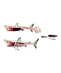 Natural History Shark Anatomy Model