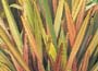 New Zealand Flax (Phormium Rainbow Sunrise)