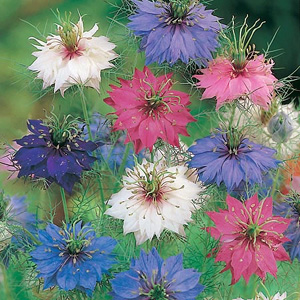 Damascena Persian Seeds