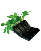 Nigel`s Eco Store Compact Rapid Root Trainer - promotes strong
