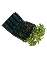 Nigel`s Eco Store Deep Root Trainer - great for starting off sweet