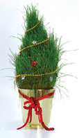 Grass Growing Xmas Tree - grow your own space