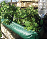 Nigel`s Eco Store Window Box Herb Kit - grow your own herbs in