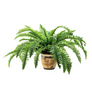 NULL Inch.BobInch. Fern