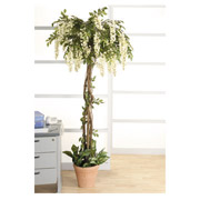 NULL Inch.GoldieInch. Wisteria