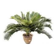 NULL Inch.JulianInch. Palm