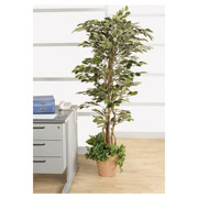 NULL Inch.MartinInch. Ficus
