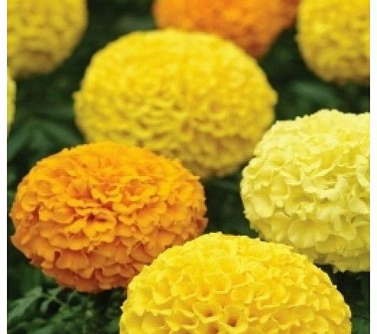 Nuts n Cones Marigold - African Marvel Mixed - 20 Seeds
