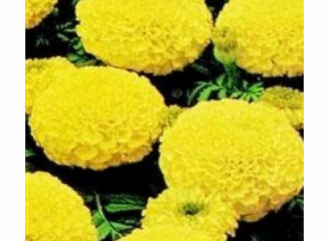 Nuts n Cones Marigold - African Marvel Yellow - 100 Seeds
