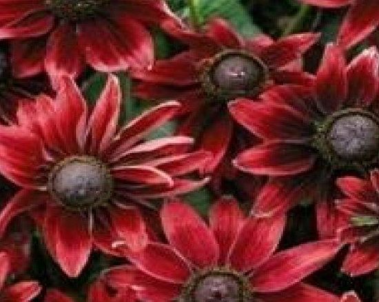 Nuts n Cones Rudbeckia - Cherry Brandy - 20 Seeds